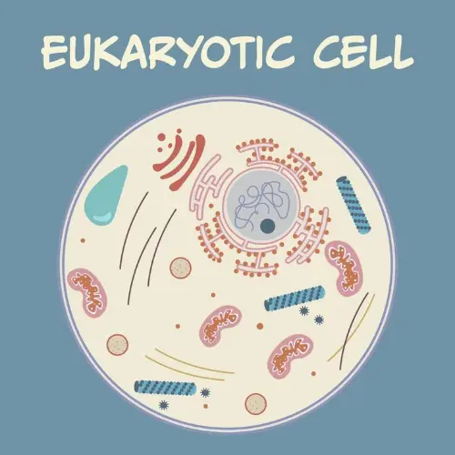 A eukaryotic cell