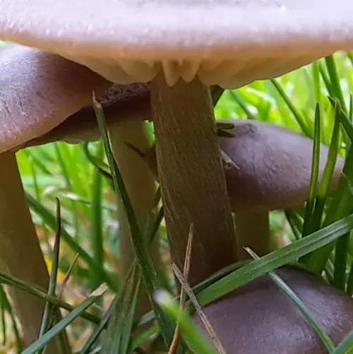 Fungi, reproducing on everything it finds that's moist