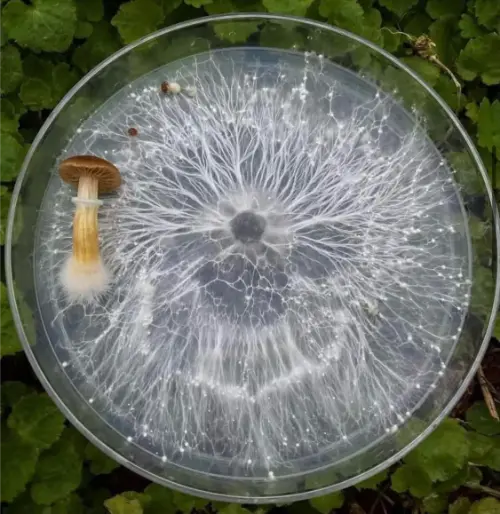 Hyphae, the undergrowth of fungi