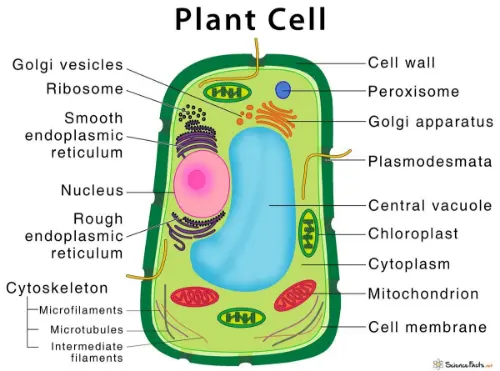 A typical plant cell