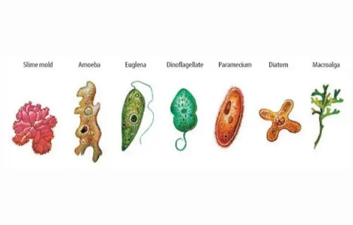 Types of protist
