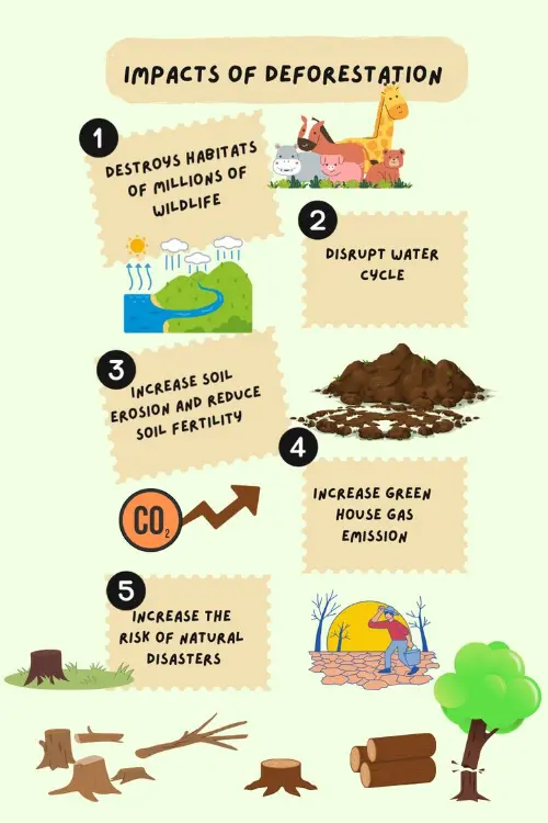More impacts of deforestation