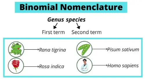 Different species with different nomenclatures