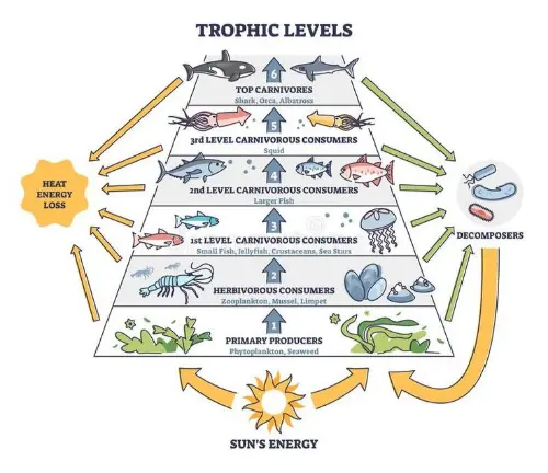 Another example of a trophic level diagram