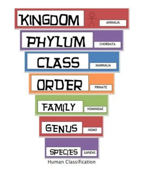 Levels of classification