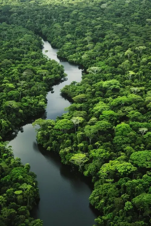 Amazon Rainforest; one of the highest areas of high biodiversity