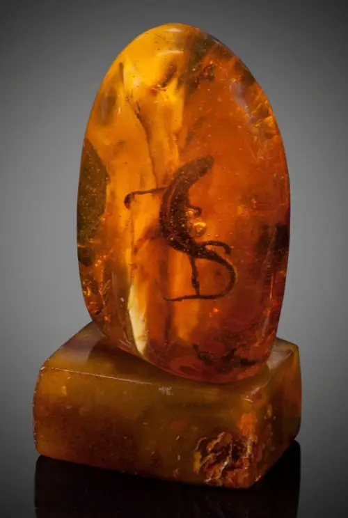 Animals and insects can be encased in tree sap, which turns to amber