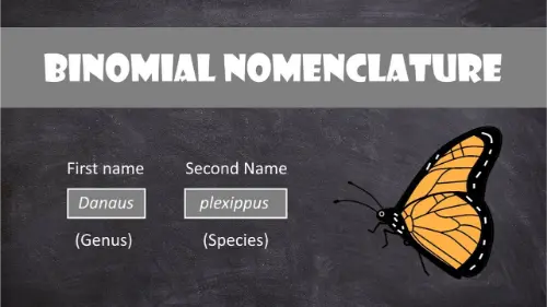 How binomial nomenclature works