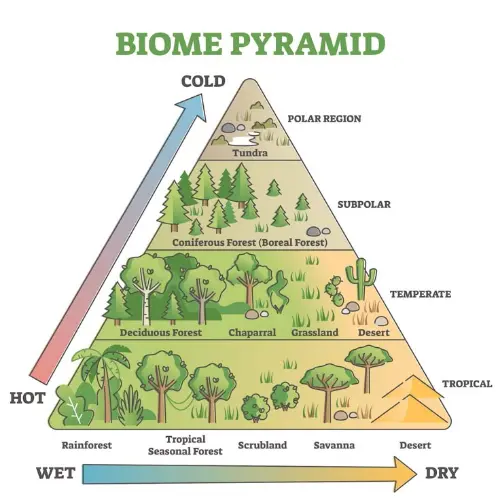 Types of biomes