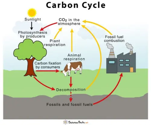 The carbon cycle