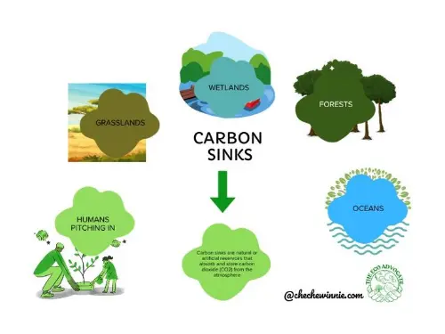 Carbon sink diagram