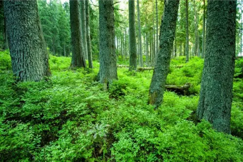 Forests are natural carbon sinks