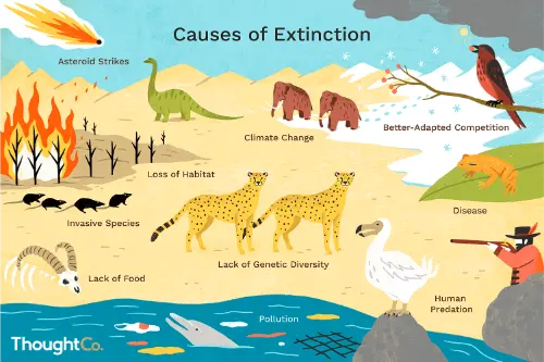 Causes of Extinction