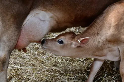 A functional adaptation of a cow drinking milk