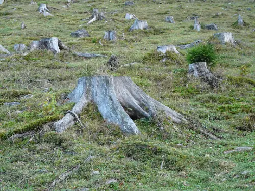 Deforestation can cause loss of habitat