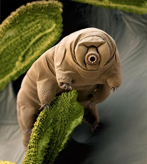 A tardigrade, also known as a water bear