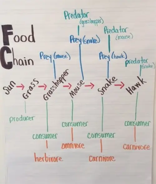 A typical food chain