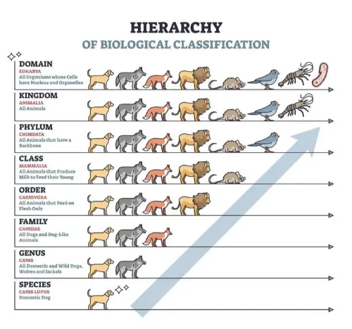 Hierarchy of classification