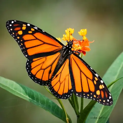 The Monarch butterfly