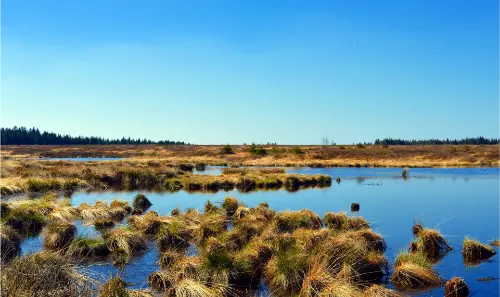 An area of land that holds high biodiversity