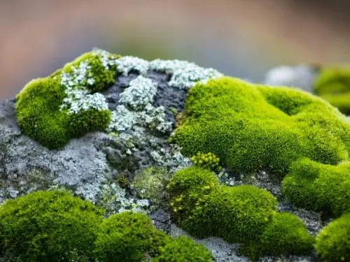 Moss is a natural bioindicator, only growing where there is good quality air
