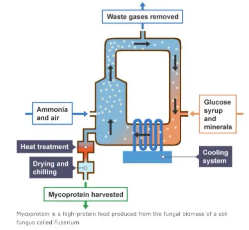 Mycoprotein production