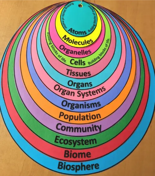Levels of organisation