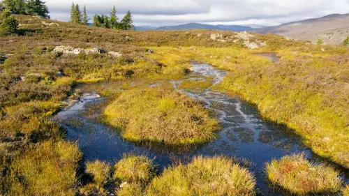 Peat bogs are carbon rich sources