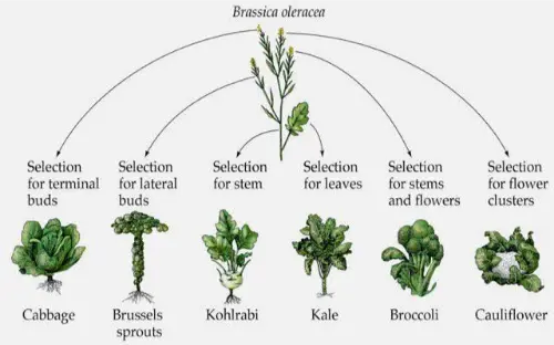 Selective breeding of brassicas
