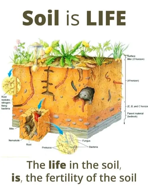Soil is life; how fertile soil is, is an indication of life