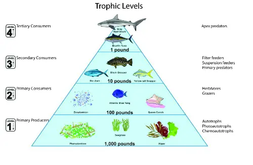 Trophic levels