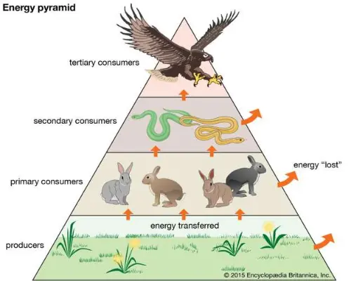 Trophic levels are also called energy pyramids