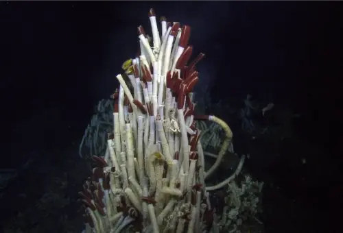 Riftia pachyptila, or tube worm, lives in coral reefs