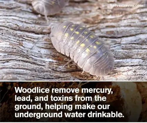 Woodlice are good soil indicators