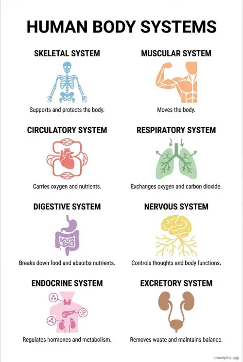 Eight of the 12 organ systems