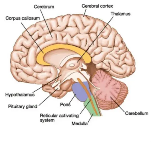 Alternative parts of the brain