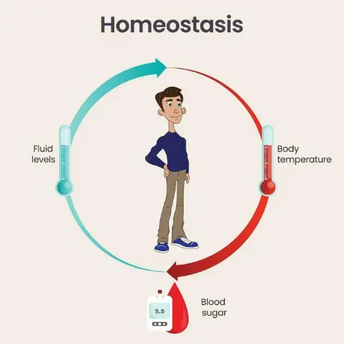 Homeostasis simplified
