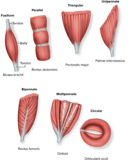 Muscle shapes that connect to bone