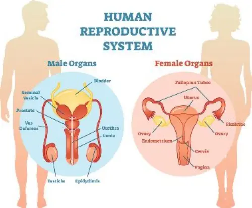 Both reproductive systems
