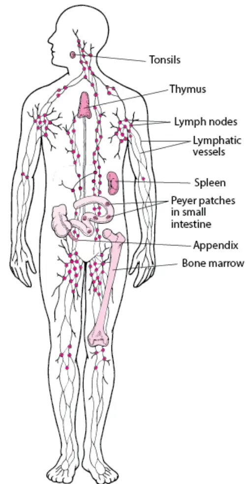 Components of the lymphatic system