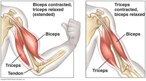 Antagonistic muscles