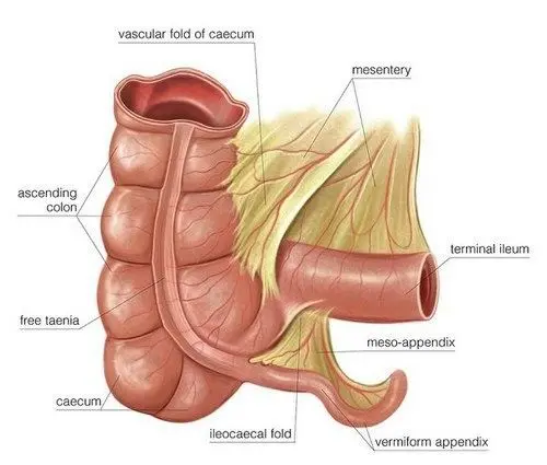 Appendix anatomy