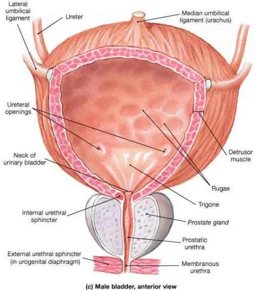 Bladder anatomy