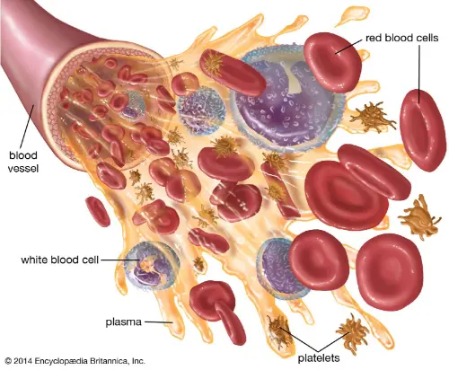 What's inside your blood vessels