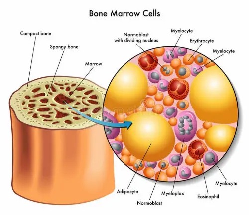 Bone marrow anatomy