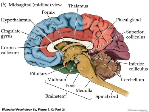 The brain diagram
