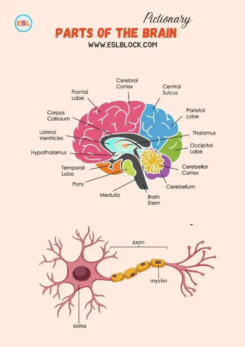 Parts of the brain