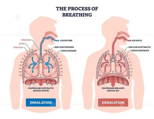 The process of breathing