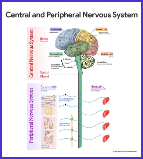 Central Nervous System