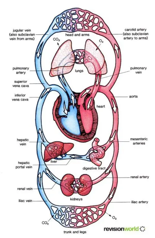 Circulatory system diagram